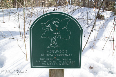 Drysdale Woods