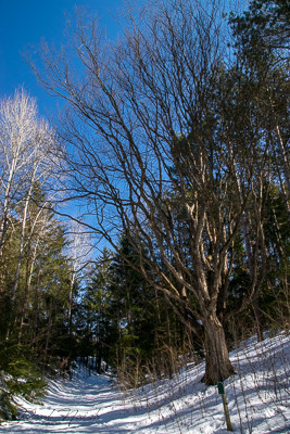 Drysdale Woods