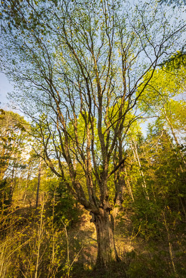 Drysdale Woods