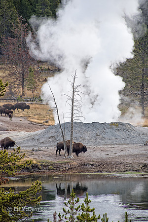 Bison near Thermal Vent