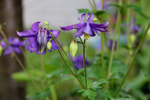 Blue Columbine