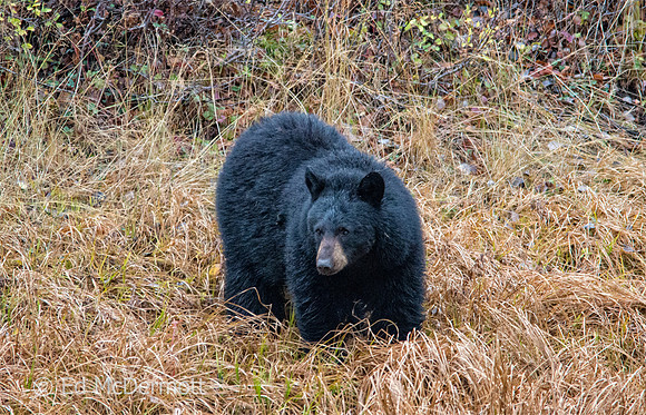 Male Black Bear