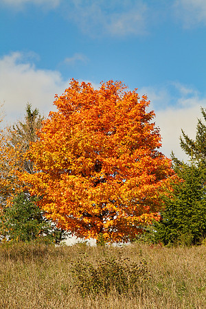 Purple Woods Conservation Area Oct 13/2020