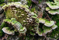 Bracket Fungi Group