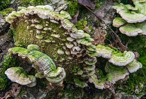 Bracket Fungi Group