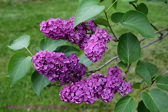 Nana's Double French Lilac