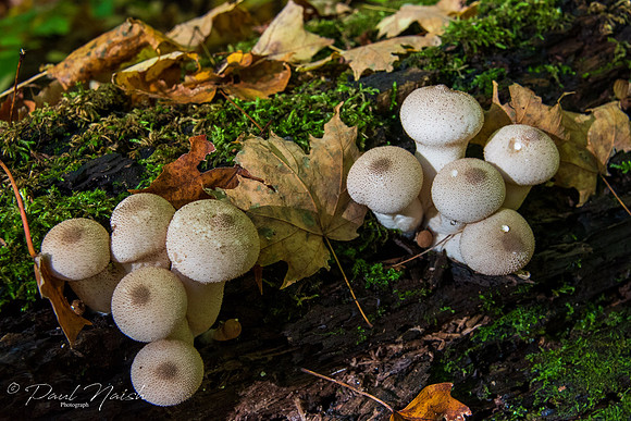 Puffball Group