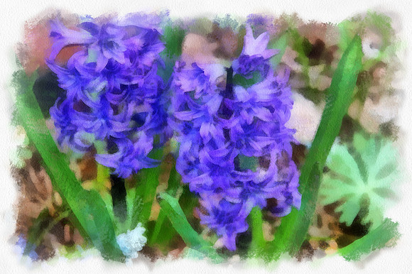 Blue Hyacinth