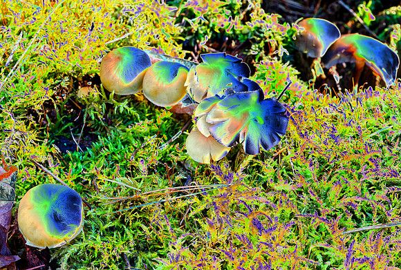 Solarize effect