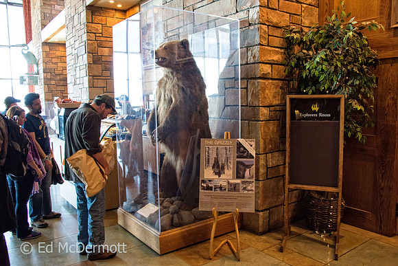 Grizzly Bear Display