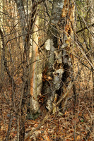 Walker Woods Nov 20/2020