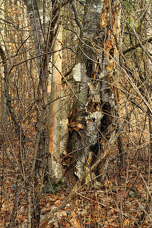 Walker Woods Nov 20/2020