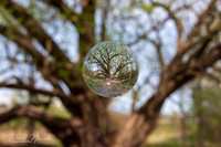 Bur Oak Tree