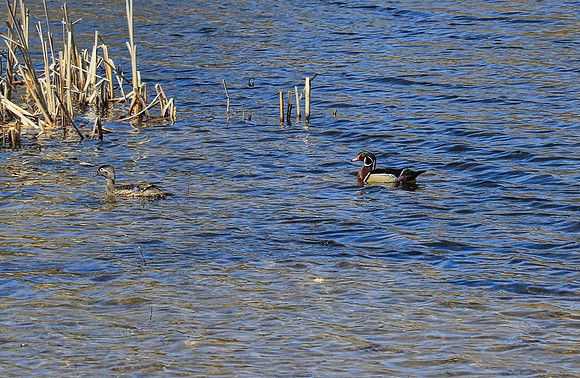 Lynde Shores Apr 19/2022