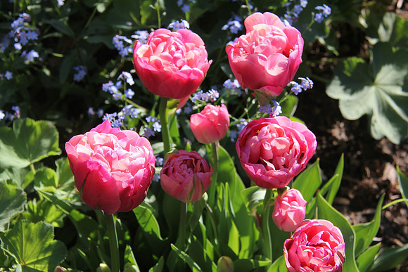 Late flowering tulip