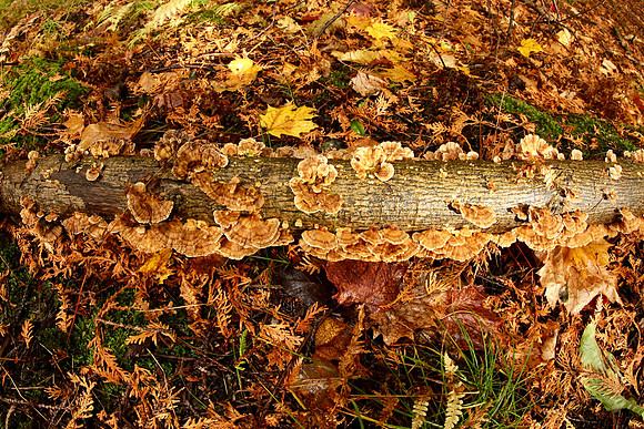 Pefferlaw Creek Farms Oct 20/2020