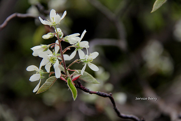 Serviceberry