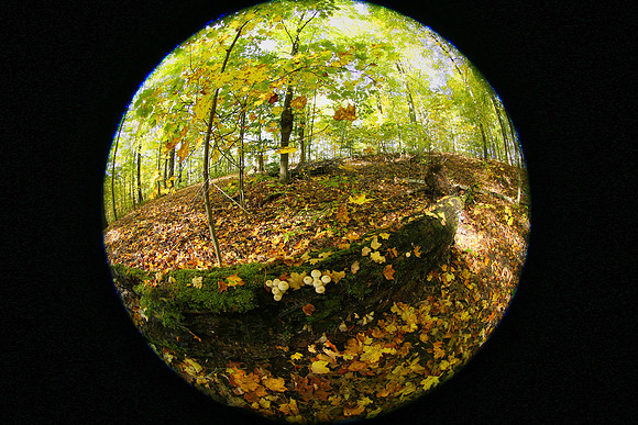 Purple Woods Conservation Area Oct 12/2021