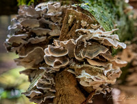 Bracket Fungi Group