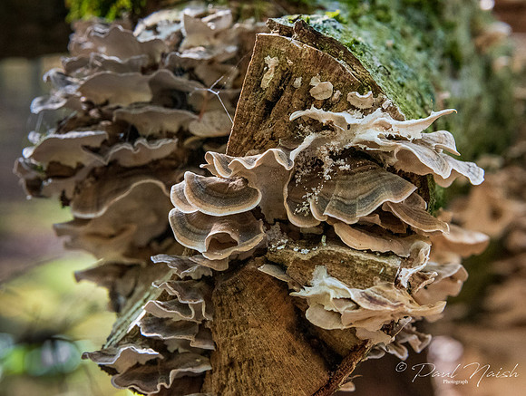 Bracket Fungi Group