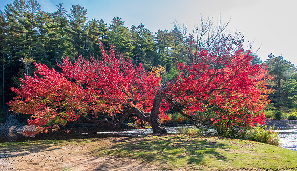 The Giving Tree