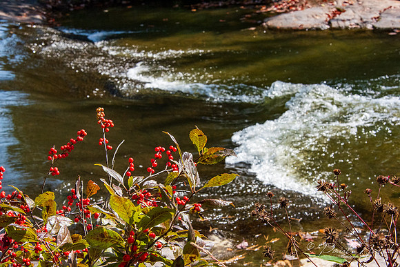 Berry Time