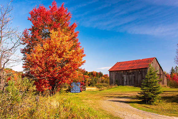 Fall Colours & Barn