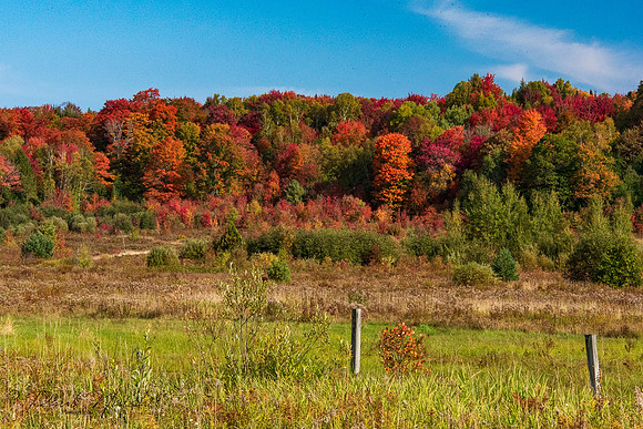Muskoka Colours