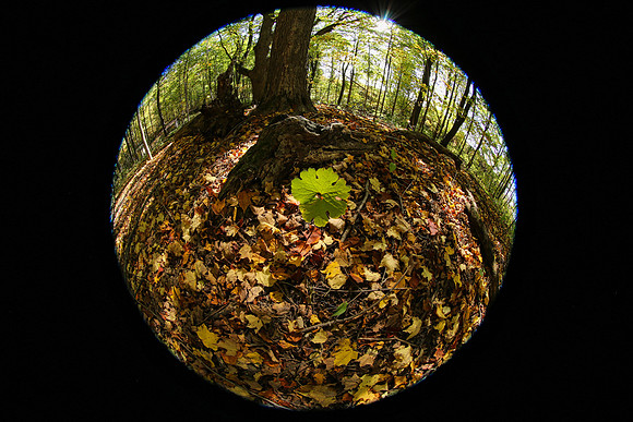 Purple Woods Conservation Area Oct 12/2021