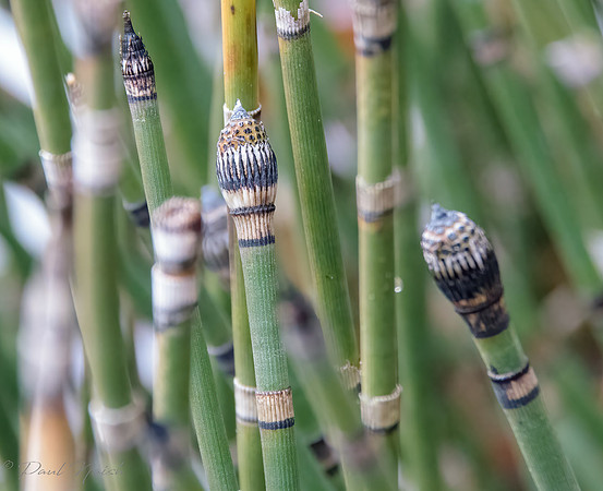 Grass Plant
