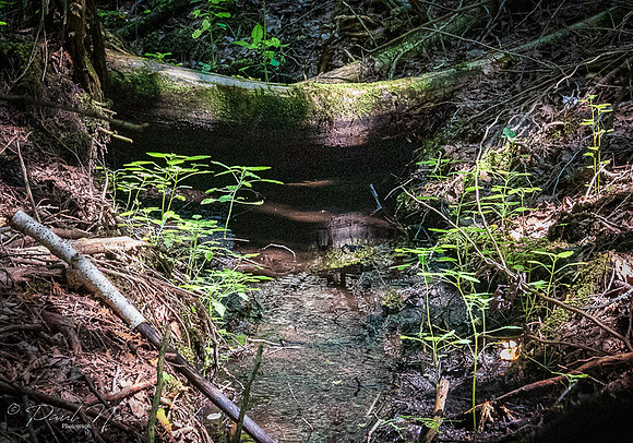 Davis Drive Tract - McCowan Road