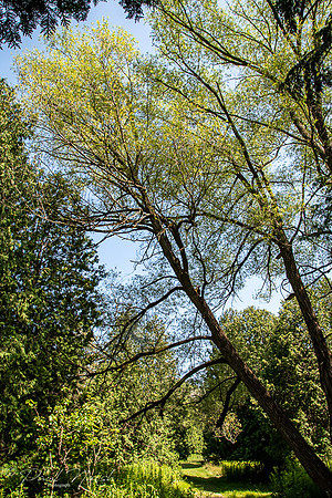 Davis Drive Tract - McCowan Road