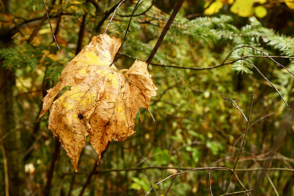 Pefferlaw Creek Farms Oct 20/2020