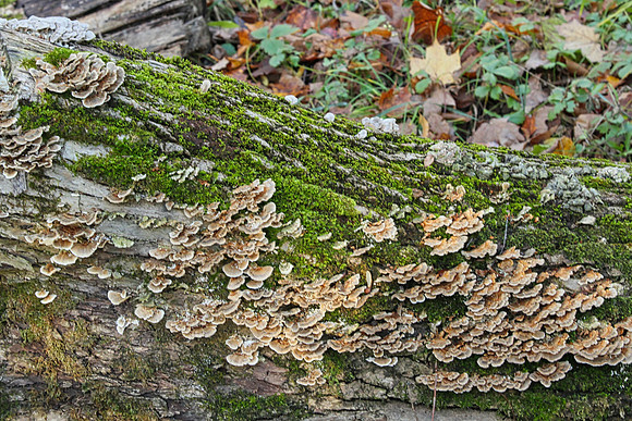 Scout Tract Nov 2/2021