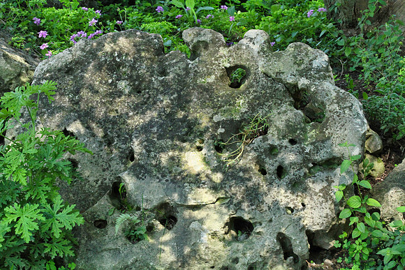 Oshawa Botanical Gardens Aug 2/2021