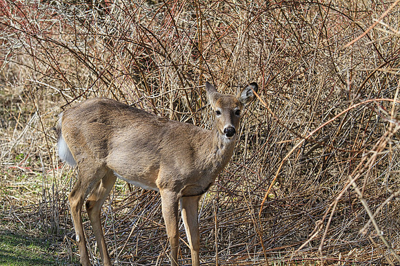 Lynde Shores Apr 19/2022