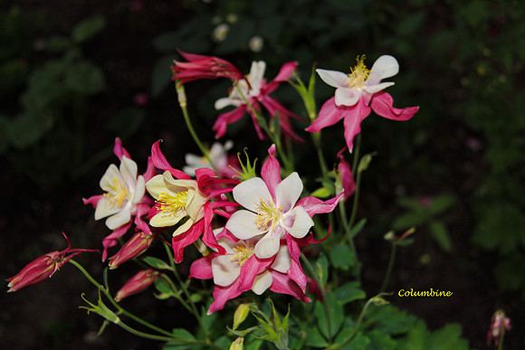 Columbine