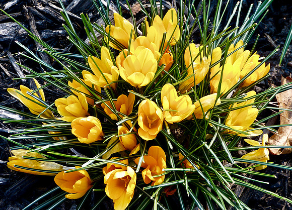 Spring Bouquet