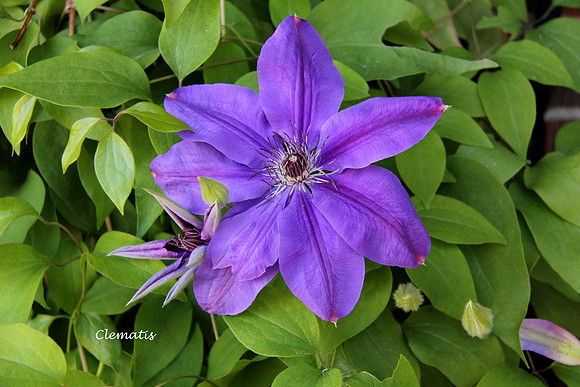 Clematis