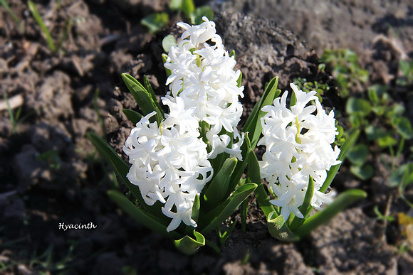 White Hyacinth