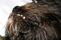 Chewbacca