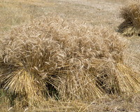 Wheat sheaves, early days harvest