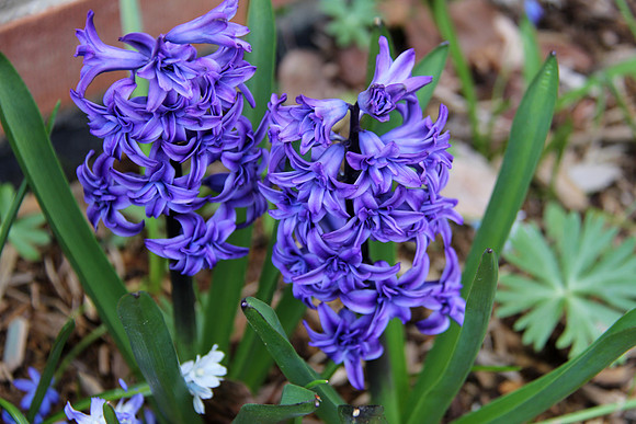 Hyacinth