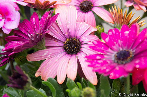 more dasies