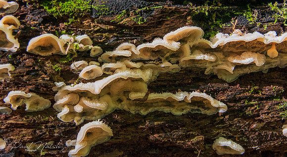 Bracket Fungi Group