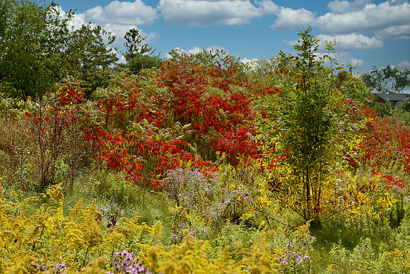 Stouffville Reservoir Sept 28/2020