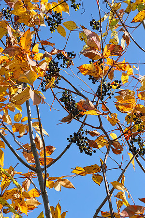 Purple Woods Conservation Area Oct 12/2021