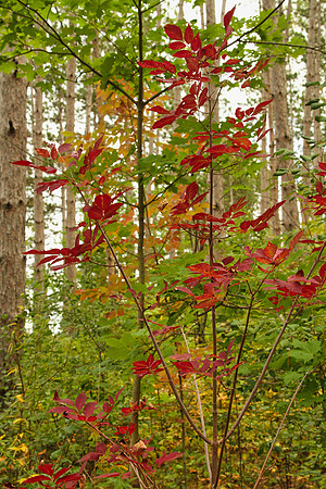 Uxbridge Trail (beside Rona) Sept 21/2021