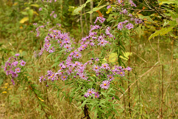 Uxbridge Trail (beside Rona) Sept 21/2021