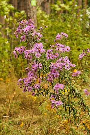 Uxbridge Trail (beside Rona) Sept 21/2021